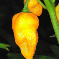 PEPERONCINO BHUT JOLOKIA GOLD