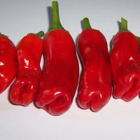 PEPERONCINO PETER PEPPER