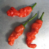 PEPERONCINO PETER PEPPER ROSSO