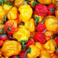 PEPERONCINO SCOTCH BONNET