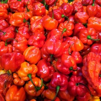 PEPERONCINO SCOTCH BONNET