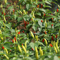 PEPERONCINO TABASCO