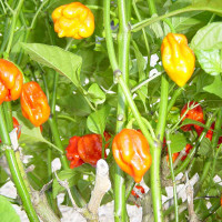 PEPERONCINO TRINIDAD SCORPION MULTICOLOR