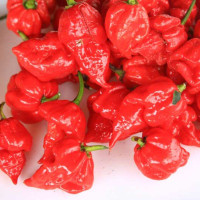 PEPERONCINO TRINIDAD SCORPION PEPPER