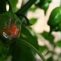 PEPERONCINO TRINIDAD SCORPION PEPPER