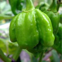 PEPERONCINO TRINIDAD SCORPION PEPPER