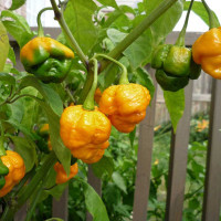 PEPERONCINO TRINIDAD SCORPION YELLOW