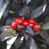 PEPERONCINO BOLIVIAN RAINBOW