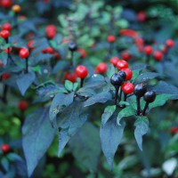 PEPERONCINO BOLIVIAN RAINBOW