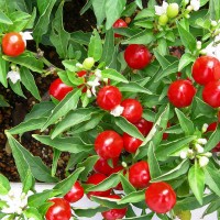 PEPERONCINO CUORICINO