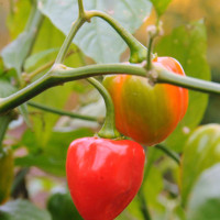 PEPERONCINO CUORICINO