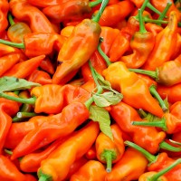 PEPERONCINO NAGA MORICH