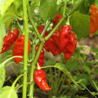 PEPERONCINO NAGA MORICH