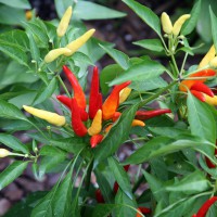 PEPERONCINO FUOCO DELLA PRATERIA