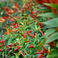 PEPERONCINO FUOCO DELLA PRATERIA