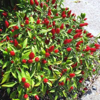 PEPERONCINO A MAZZETTO SMALL