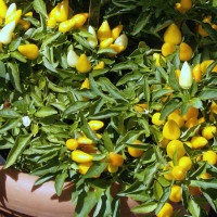 PEPERONCINO SIQUEIRO GIALLO