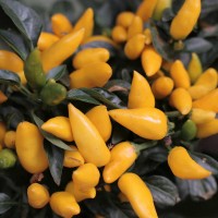 PEPERONCINO SIQUEIRO GIALLO