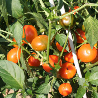 PEPERONCINO DA RIPIENO SOLE D'ORO