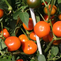 PEPERONCINO DA RIPIENO SOLE D'ORO