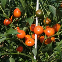 PEPERONCINO DA RIPIENO SOLE D'ORO