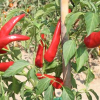 PEPERONCINO CORNO DI CAPRA