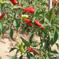 PEPERONCINO CORNO DI CAPRA