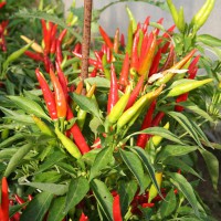 PEPERONCINO FUOCO DELLA PRATERIA