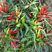 PEPERONCINO FUOCO DELLA PRATERIA