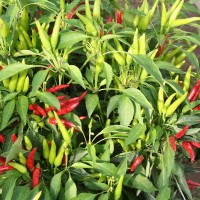 PEPERONCINO FUOCO DELLA PRATERIA