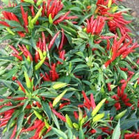 PEPERONCINO FUOCO DELLA PRATERIA