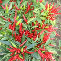 PEPERONCINO FUOCO DELLA PRATERIA