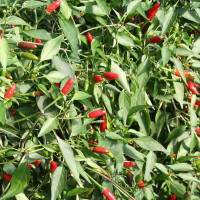 PEPERONCINO DIAVOLICCHIO CALABRESE