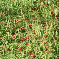 PEPERONCINO DIAVOLICCHIO CALABRESE