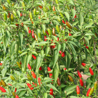 PEPERONCINO DIAVOLICCHIO CALABRESE