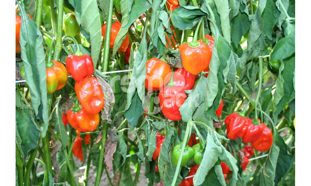 PEPERONCINO HABANERO ROSSO