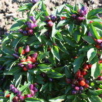 PEPERONCINO BELVIOLA