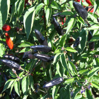 PEPERONCINO VALE