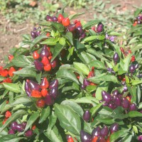 PEPERONCINO BELVIOLA