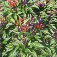 PEPERONCINO BELVIOLA