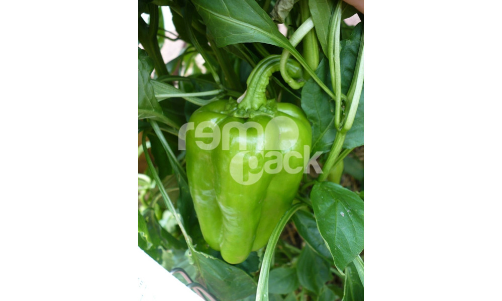 PEPERONE QUADRATO VERDE F1