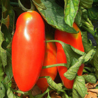 POMODORO SAN MARZANO F1