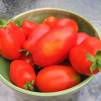 POMODORO SAN MARZANO F1