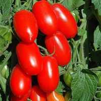 POMODORO SAN MARZANO F1