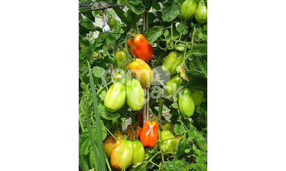 POMODORO SAN MARZANO GREEN