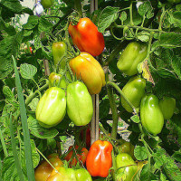 POMODORO SAN MARZANO GREEN