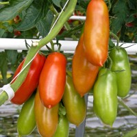 POMODORO SAN MARZANO CIRANO F1