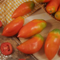 POMODORO SAN MARZANO CORNO F1