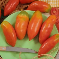 POMODORO SAN MARZANO CORNO F1