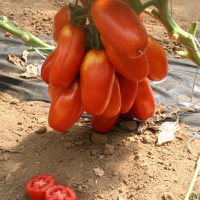 POMODORO ALLUNGATO ADAMO GREEN F1